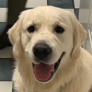 Meet your Posher, Orie